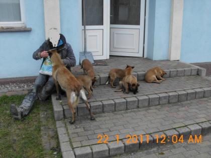 Belgischer Schäferhund Malinois Welpen 8 Wochen