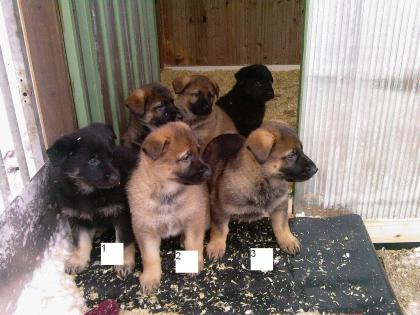 Schäferhundwelpen