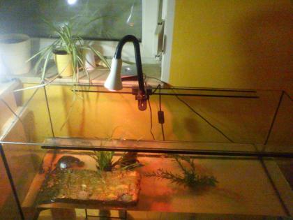 2 süße Wasserschildkröten zu verkaufen