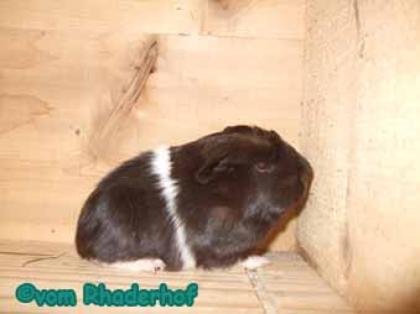 Junge langhaar Meerschweinchen suchen liebevolles Zuhause