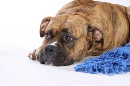 11 Kleine süße Dogo Canario Welpen suchen ein Zuhause