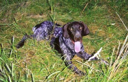 Sie suchen den besonderen Hund