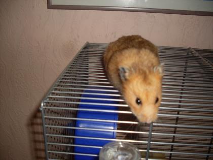 Ahmer Goldhamster in liebevolle Hände