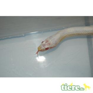 0. 2. 0 Kornnatter Snow het. Opal Hypo