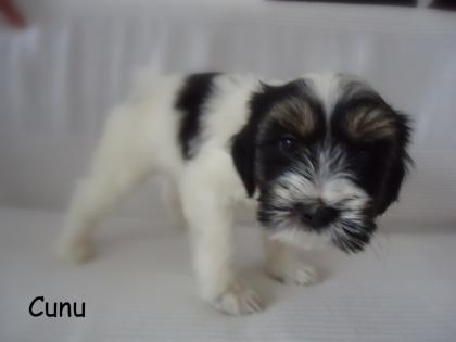 Unsere Tibet Terrier suchen ein neues Zuhause