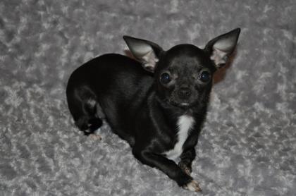 Chihuahua Junghündin kurzhaar mit Ahentafel