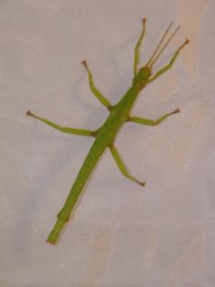 Diapherodes gigantea
