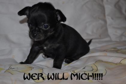 Chihuahua Welpen Kurz- und Langhaar mit Ahentafel