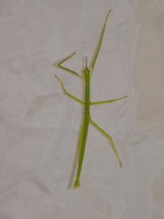 Ctemomorphodes briareus