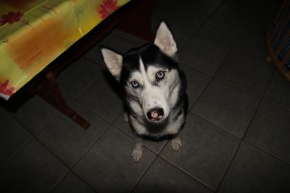 Sibirian Husky