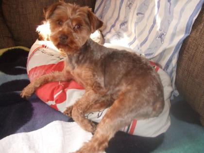 Yorki Rüde Kastriet