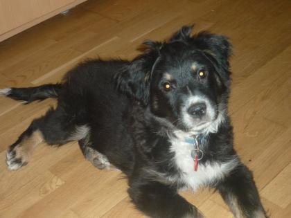 Mini Aussie Rüde sucht Wil mich den niemand