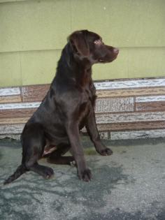 Reinrassige Labradorhündin mit Papieren