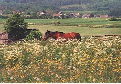 Rentnerpferd . Wohin mit meinem alten Pferd