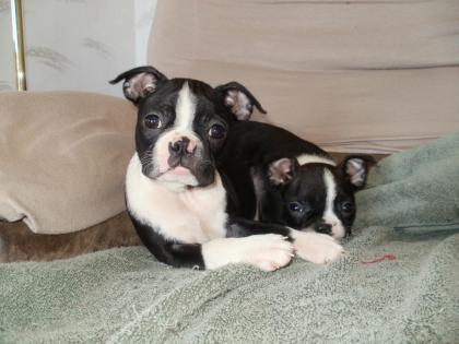 Wir haben Wunderschöne Boston Terrier Welpen