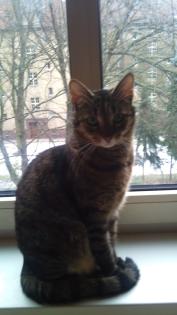 Zu Verschenken. Katzen suchen ein neues zu Hause