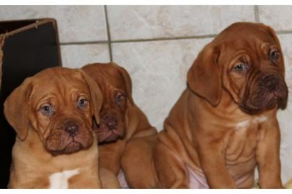 Bildhübsche Bordeauxdoggen-Welpen
