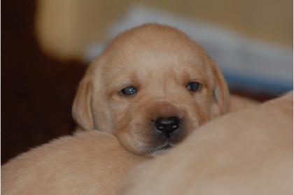 Schwarz und gelb Labrador Welpen