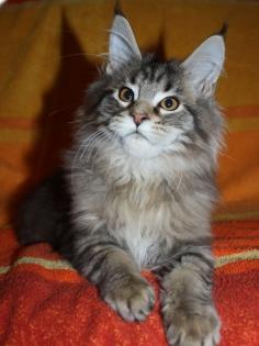 Maine Coon Kitten in het Wild Look