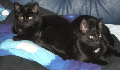 Schwarze Kater
