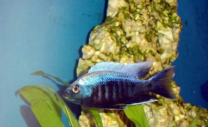 Copadichromis Trewavasae Lupingo WFNZ