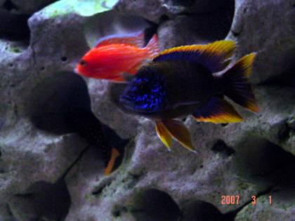 Aulonocara Lwanda red fin