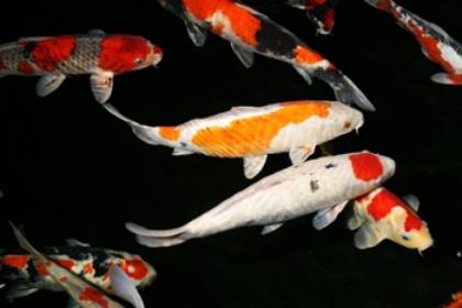 Gartenteich Fische-Koi Karpfen-Biotop Fische günstig // Fa. Fördefisch