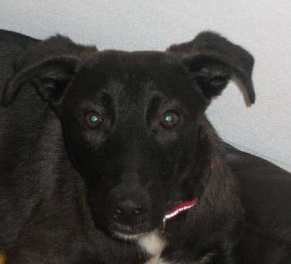9 Monate junge Malinois abzugeben