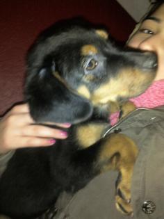 4 monate alte rottweiler-labrador mischling mit impfpass eu pass entwurmt abzuge