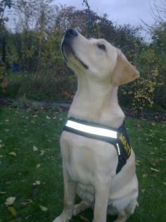 10 monate alte reinrassiger labrador gechippt entwurmt mit impfass und nationale