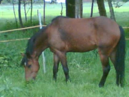 Hübscher, sportlicher Ponywallach zu verkaufen