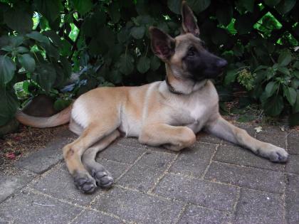11 MONATE, ALTE MALINOIS-HÜNDIN ABZUGEBEN