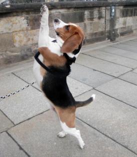 Adliger Beagle-Rüde sucht Freundin für gemeinsame Stunden