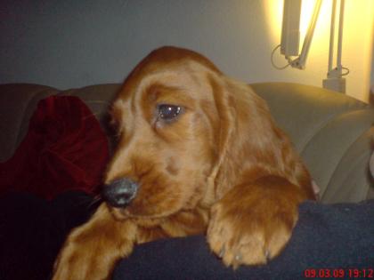 Irish Setter-Welpen zu verkaufen