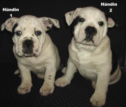 Old Englische Bulldogge Welpen
