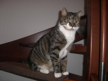 2, 5 Jährigen Hauskater abzugeben