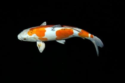 Goldfische kaufen Teichfische-Koikarpfen-Biotopfische / Fa. Fördefisch Online