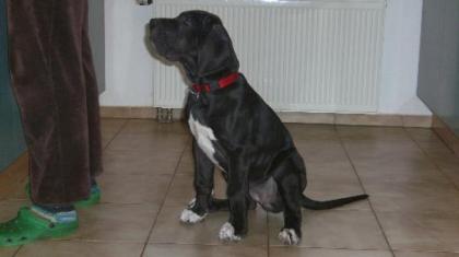 Deutsche Doggen Welpen zu verkaufen
