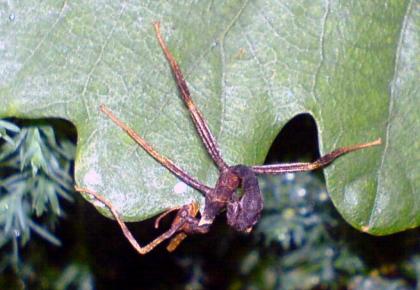Extatosoma tiaratum L1-L3 zu verkaufen