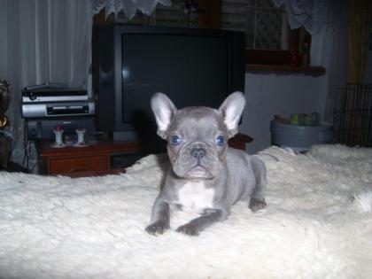 Süsse Französisch-Bulldog-Welpen in blue