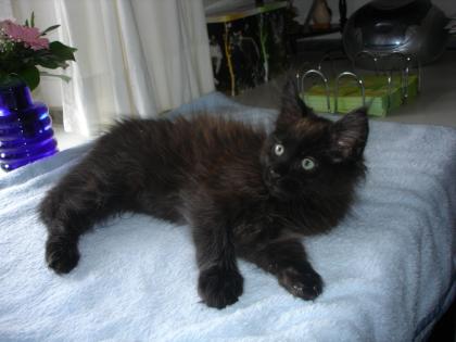 Maine Coon Kitten