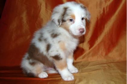 Australian Shepherd Welpen