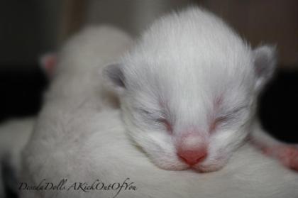 DesedaDolls Ragdolls A-Wurf ist da