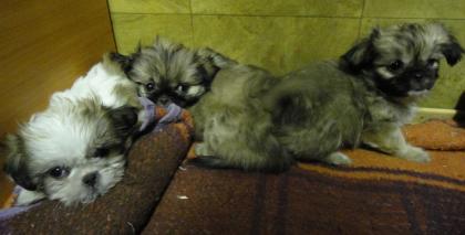 Shi-Tzu yorky edel mix babys