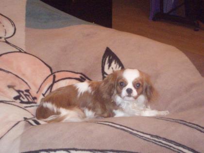 Cavalier-King-Charles Spaniel Hündin abzugeben.