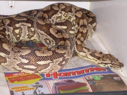 Acrantophis dumererili, südliche Madagaskarboa