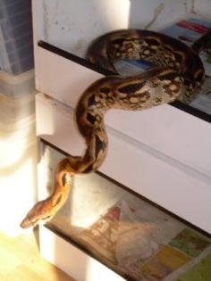 Nördlich madagaskarboa, acrantophis madagascariensis