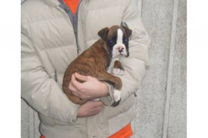 Super süße reinrassige Knautschnasen Boxer Welpen