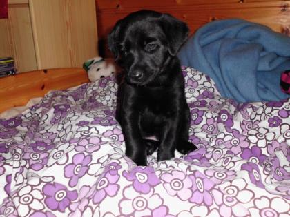 Labrador Mix Welpen
