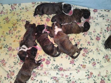7 kleine süße Boxerwelpen-Damen suchen ein neues Zuhause